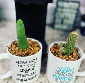 thrifted mugs used as planters for cactus