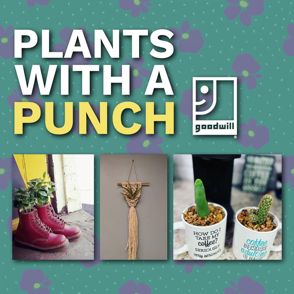 plants with a punch blog post feature image